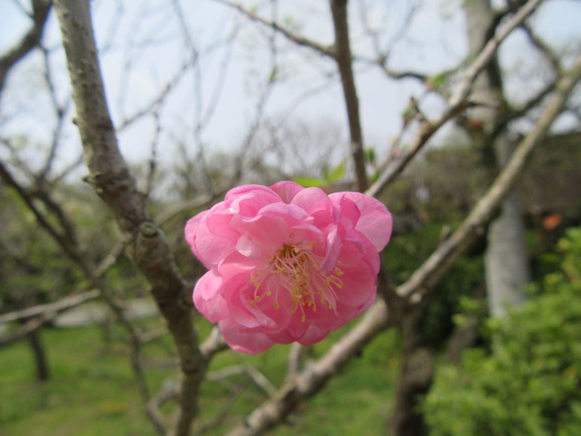 太宰府天満宮のきれいな梅の花。