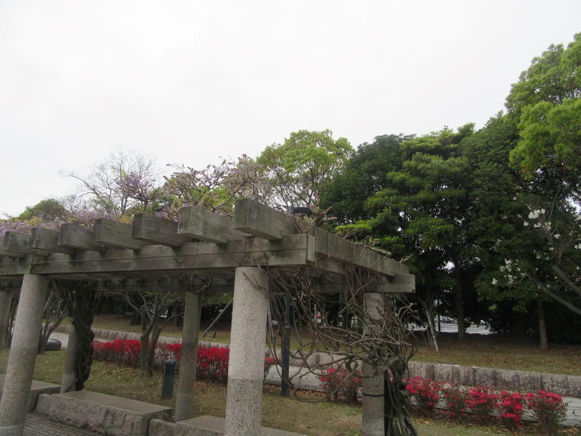長崎水辺の森公園で撮影した、咲き始めている藤の花。