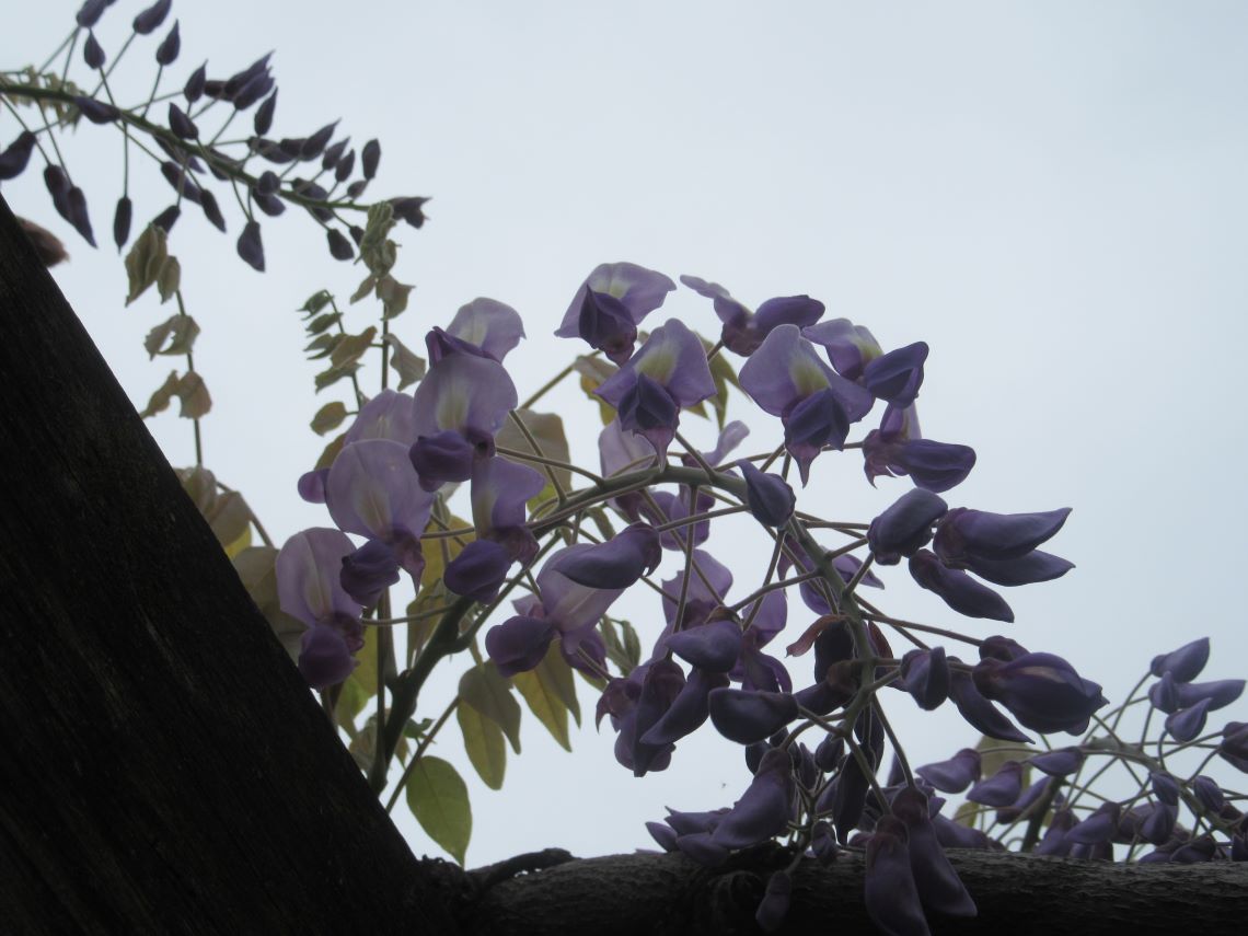 長崎水辺の森公園で撮影した、少し咲く藤の花。