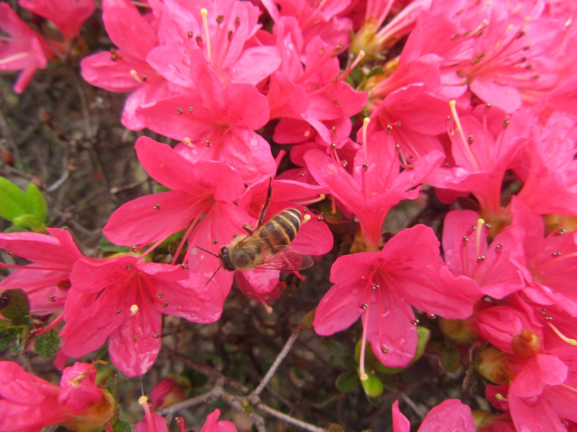 長崎水辺の森公園で撮影した、ツツジの花とミツバチ。