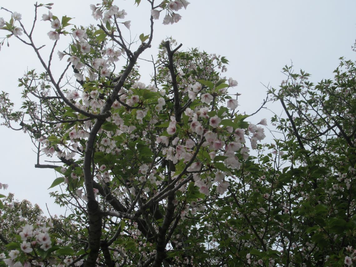 長崎水辺の森公園で撮影した、葉桜。