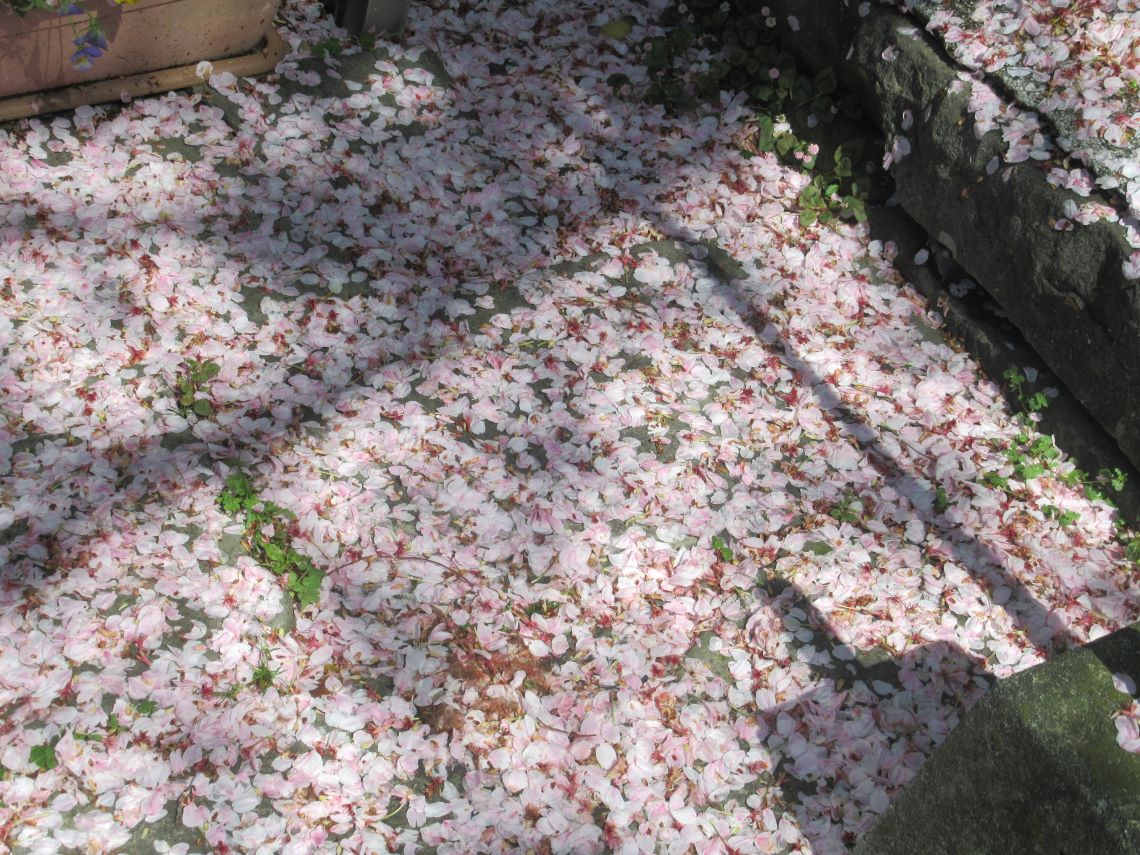 長崎市の中川八幡神社で撮影した、地面に散った桜の花びらたち。