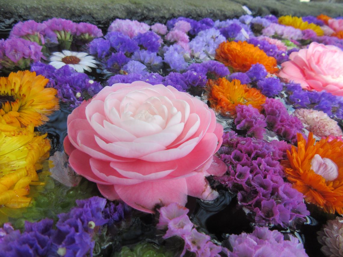 長崎市の中川八幡神社で撮影した、様々な色・形の花々が並ぶ花手水。