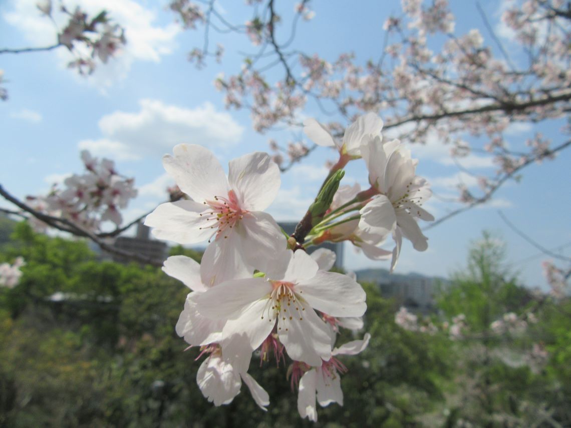長崎市の鎮西大社諏訪神社付近で撮影した、きれいな桜。