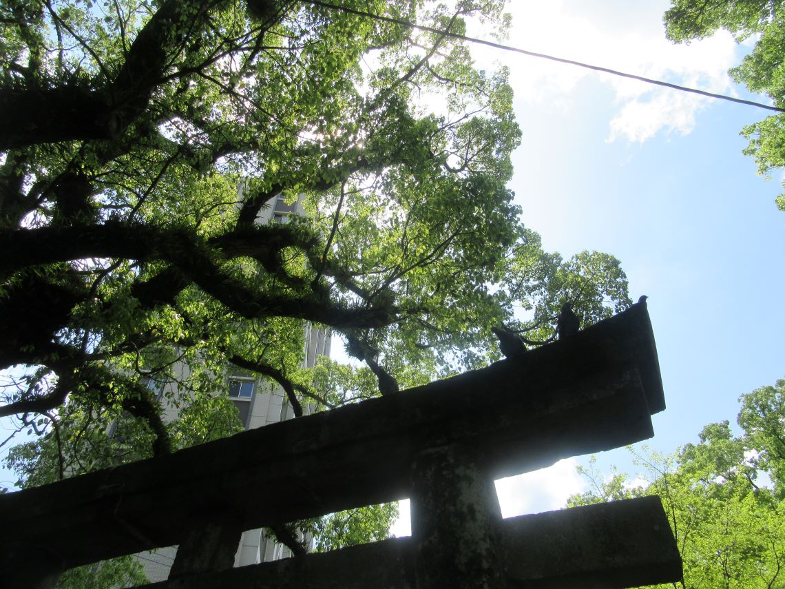 長崎市の松森天満宮で撮影した、鳥居の上にとまっている鳩たち。