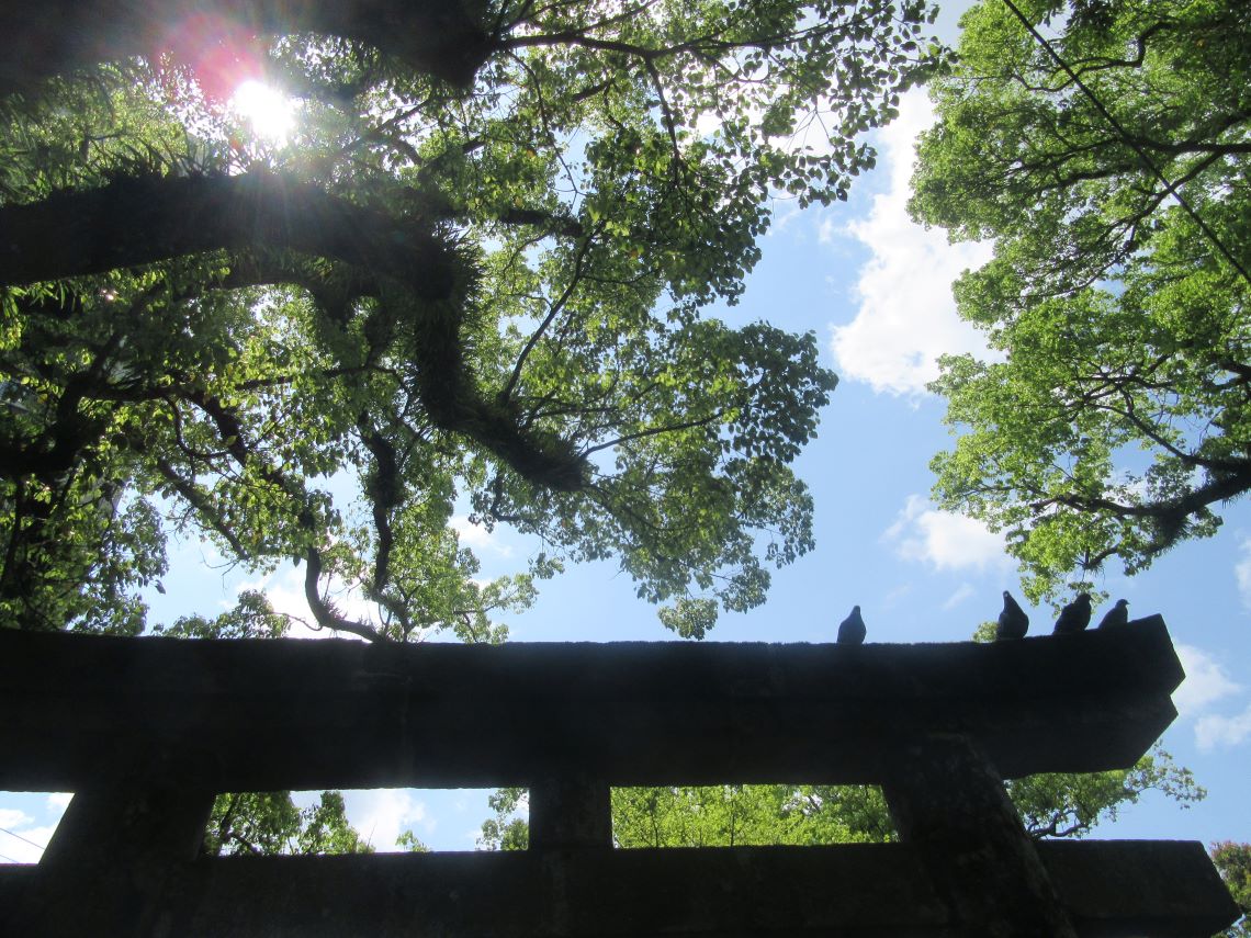 長崎市の松森天満宮で撮影した、鳥居の上にとまっている鳩たちと木漏れ日。