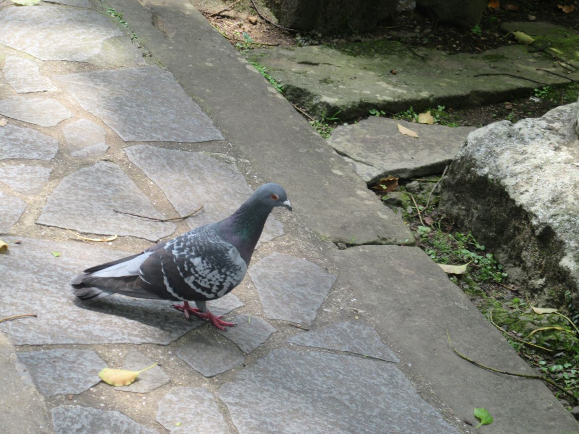 長崎市の松森天満宮で撮影した、地面に降りている鳩。