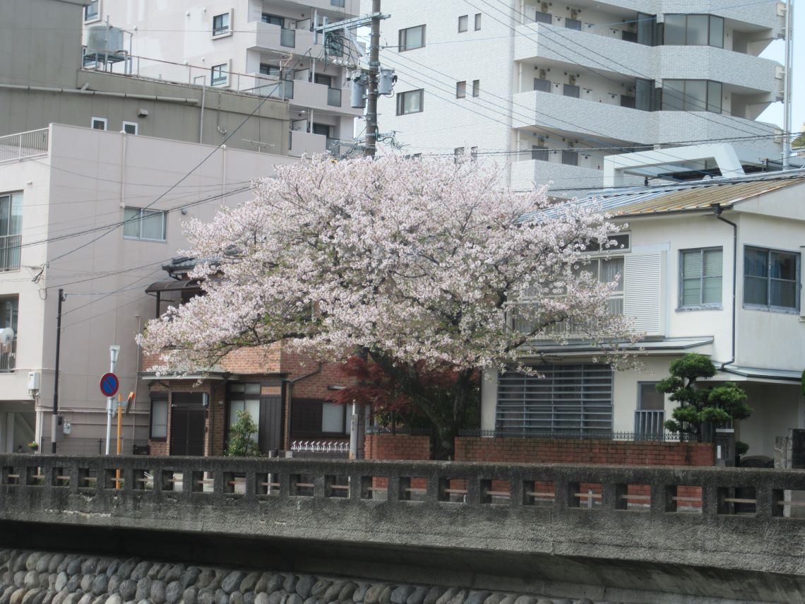 長崎市の中島川沿いで撮影した、桜。