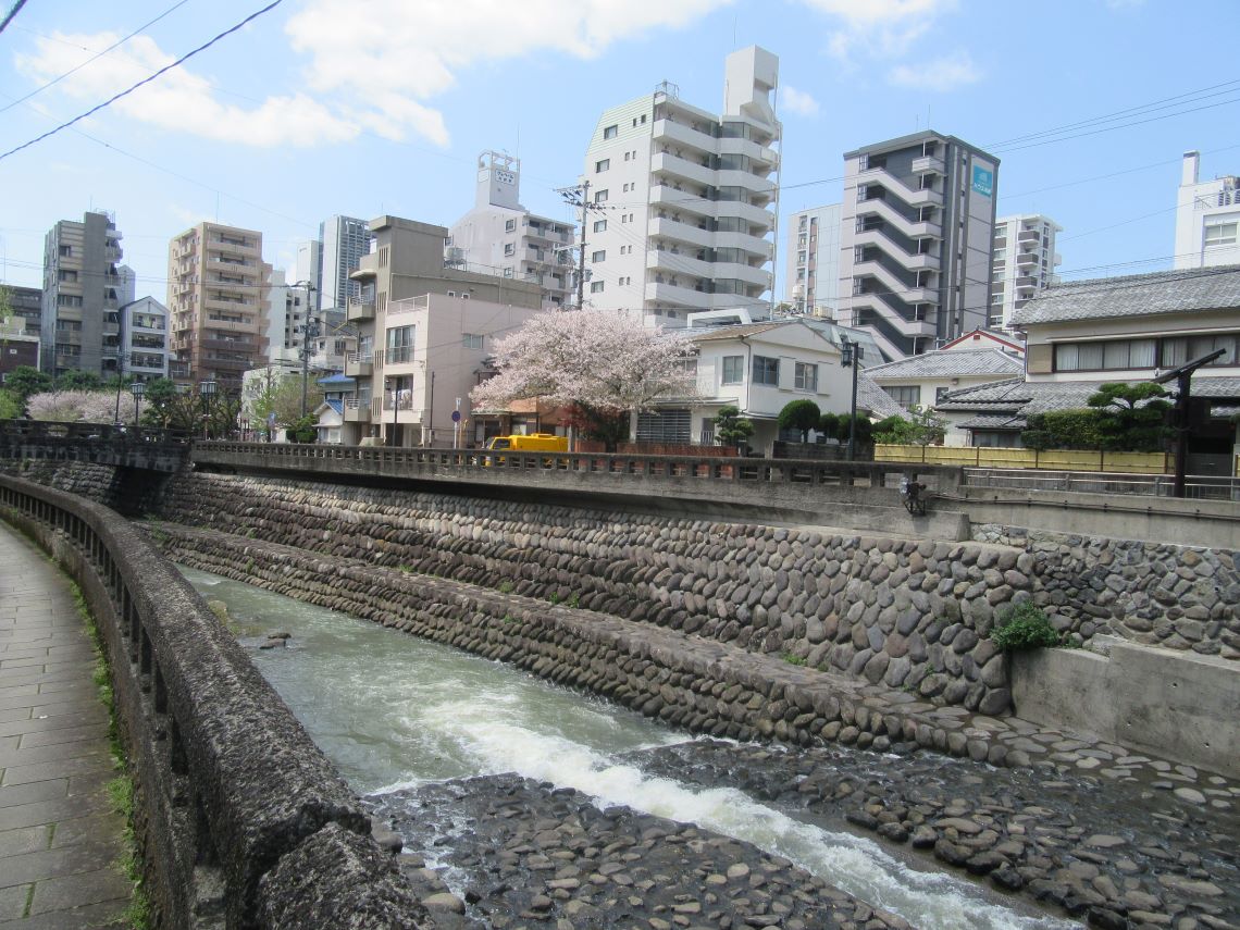 長崎市の中島川沿いで撮影した、雨上がりで流れの良い水流と桜。