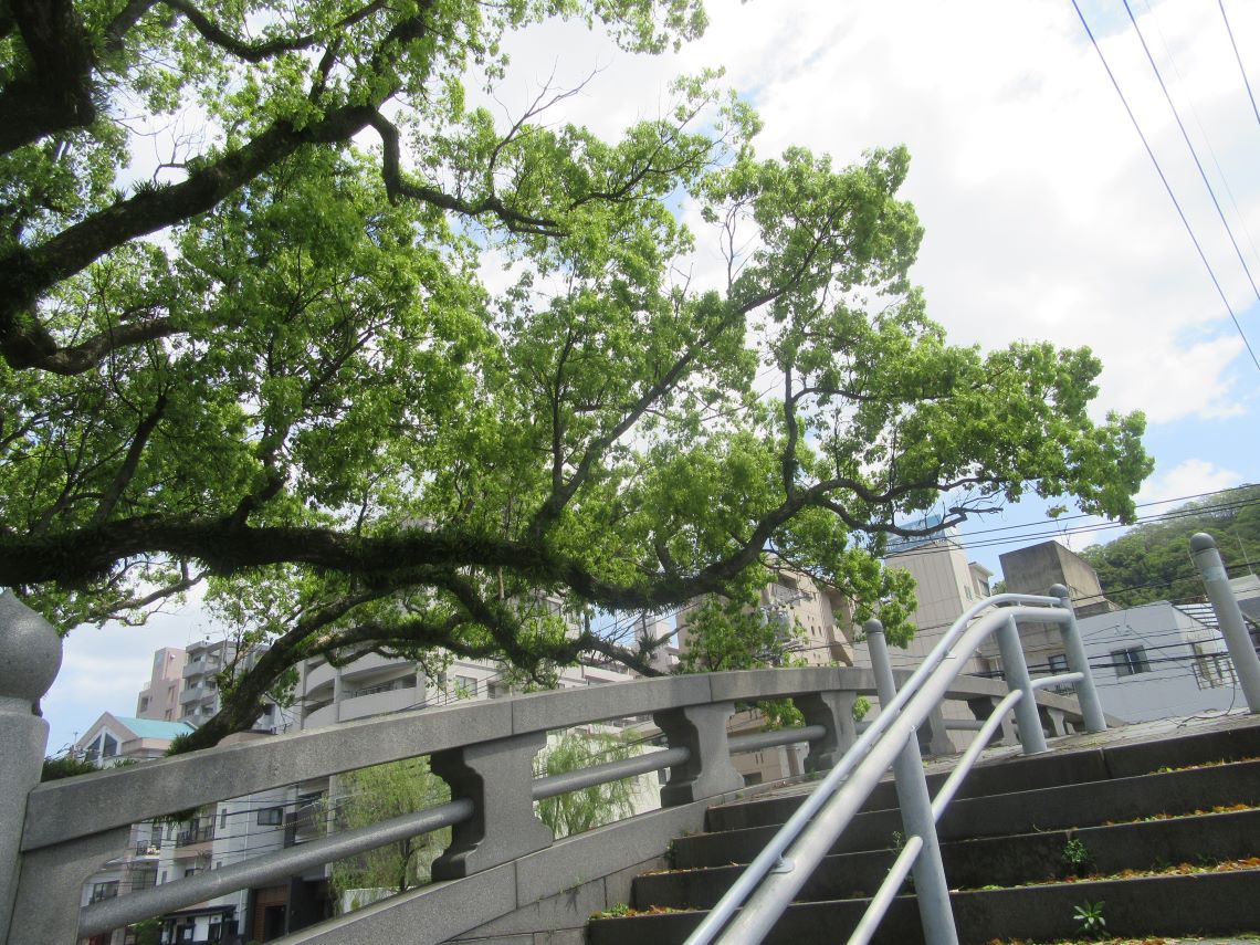 長崎市の中島川沿いで撮影した、橋の上を沿う木。