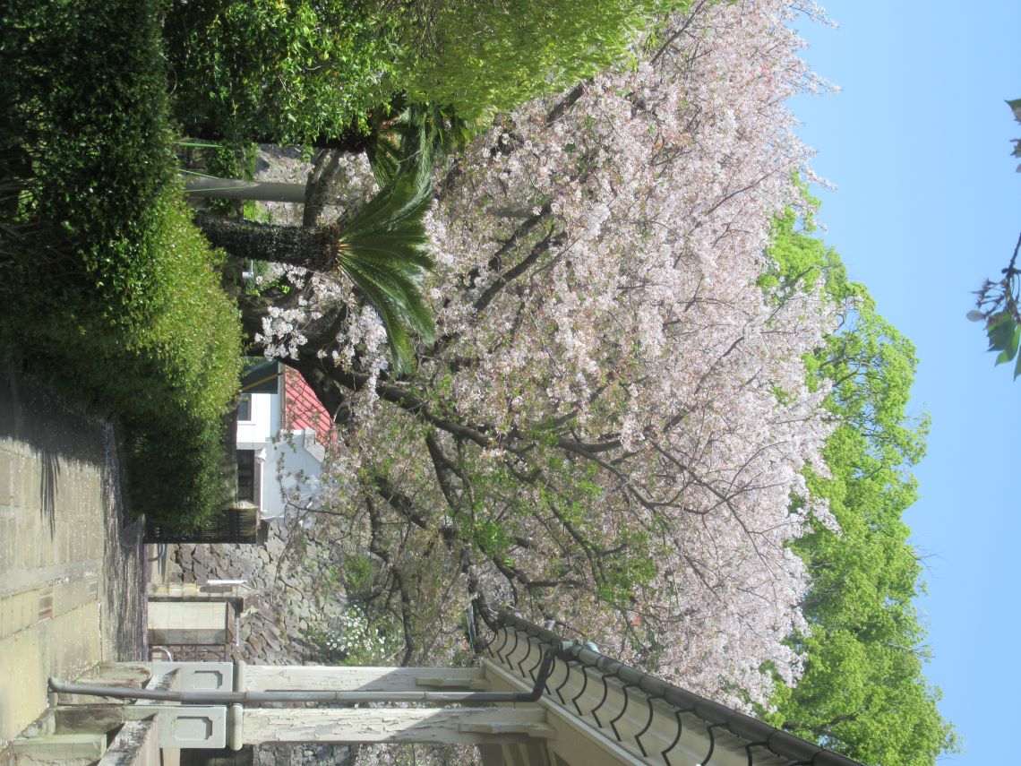 4月の長崎市オランダ坂周辺で撮影した、見頃の桜。