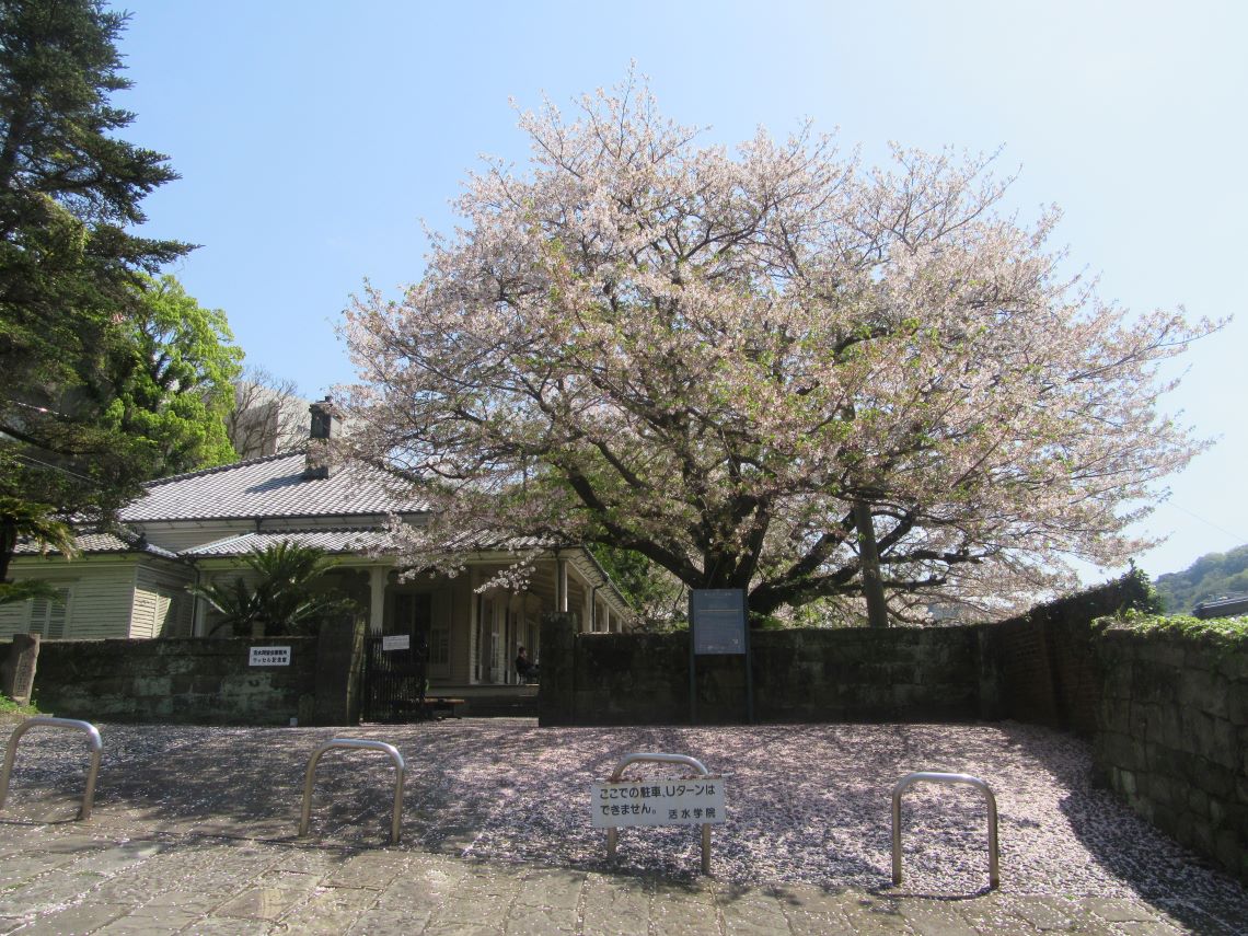 4月の長崎市オランダ坂周辺で撮影した、ピークを過ぎた桜。