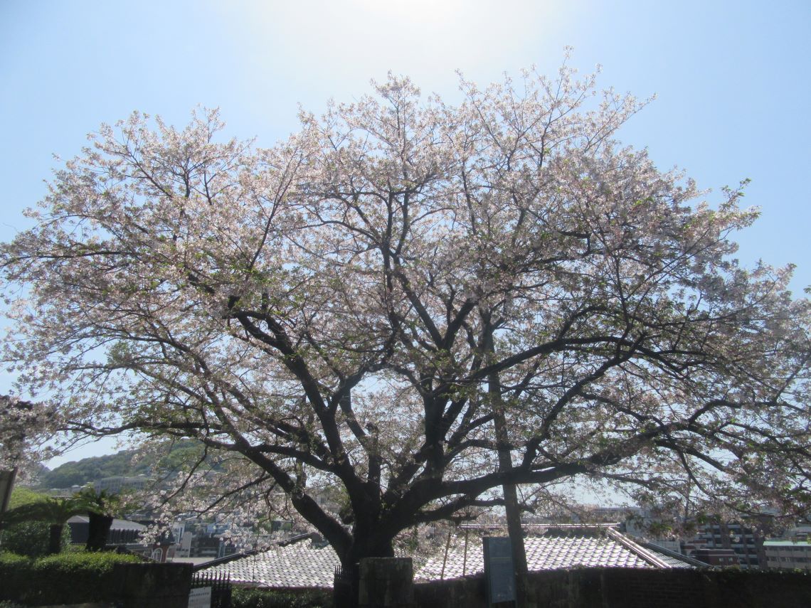 4月の長崎市オランダ坂周辺で撮影した、桜と太陽。
