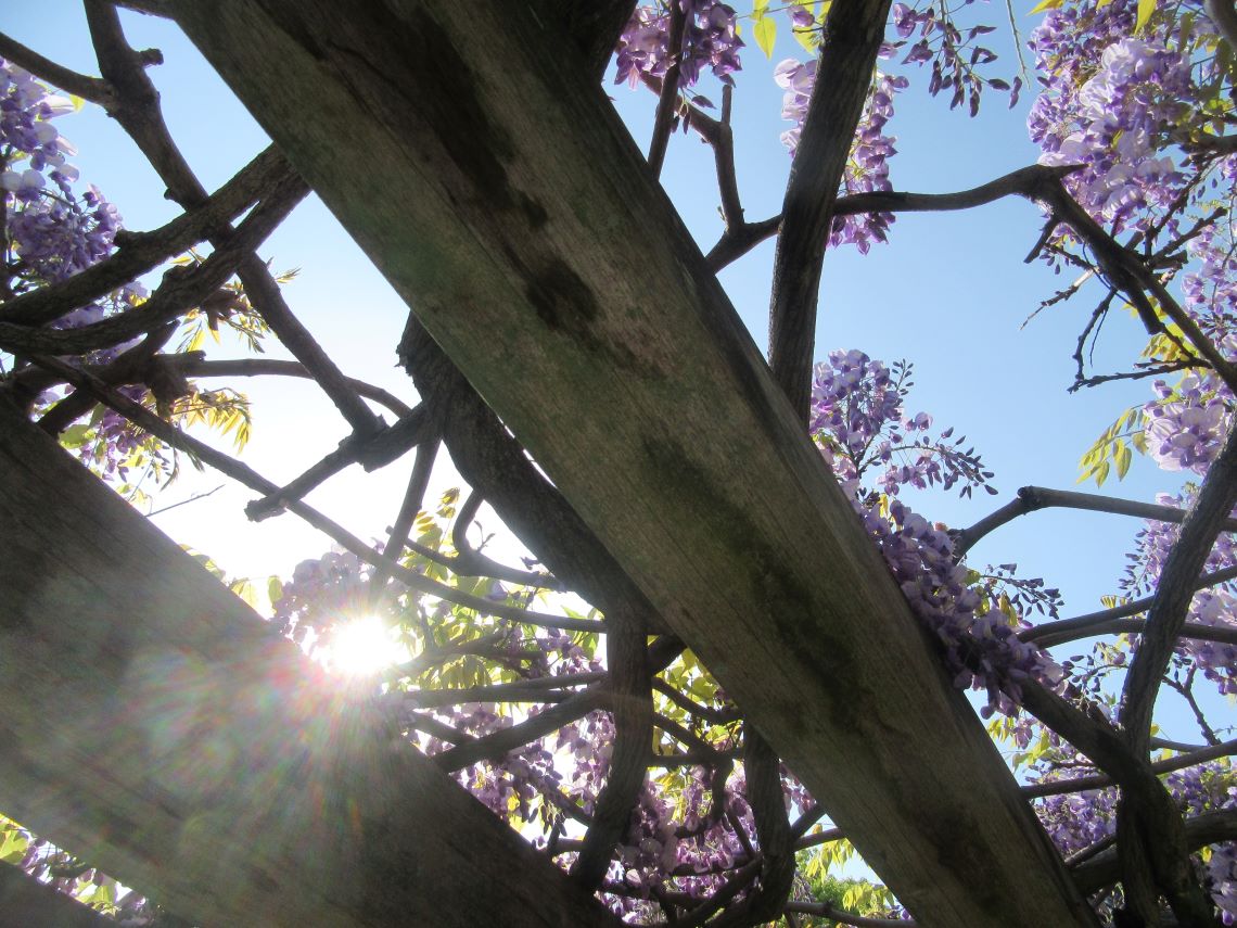 長崎水辺の森公園で撮影した、藤の花から漏れる太陽光。