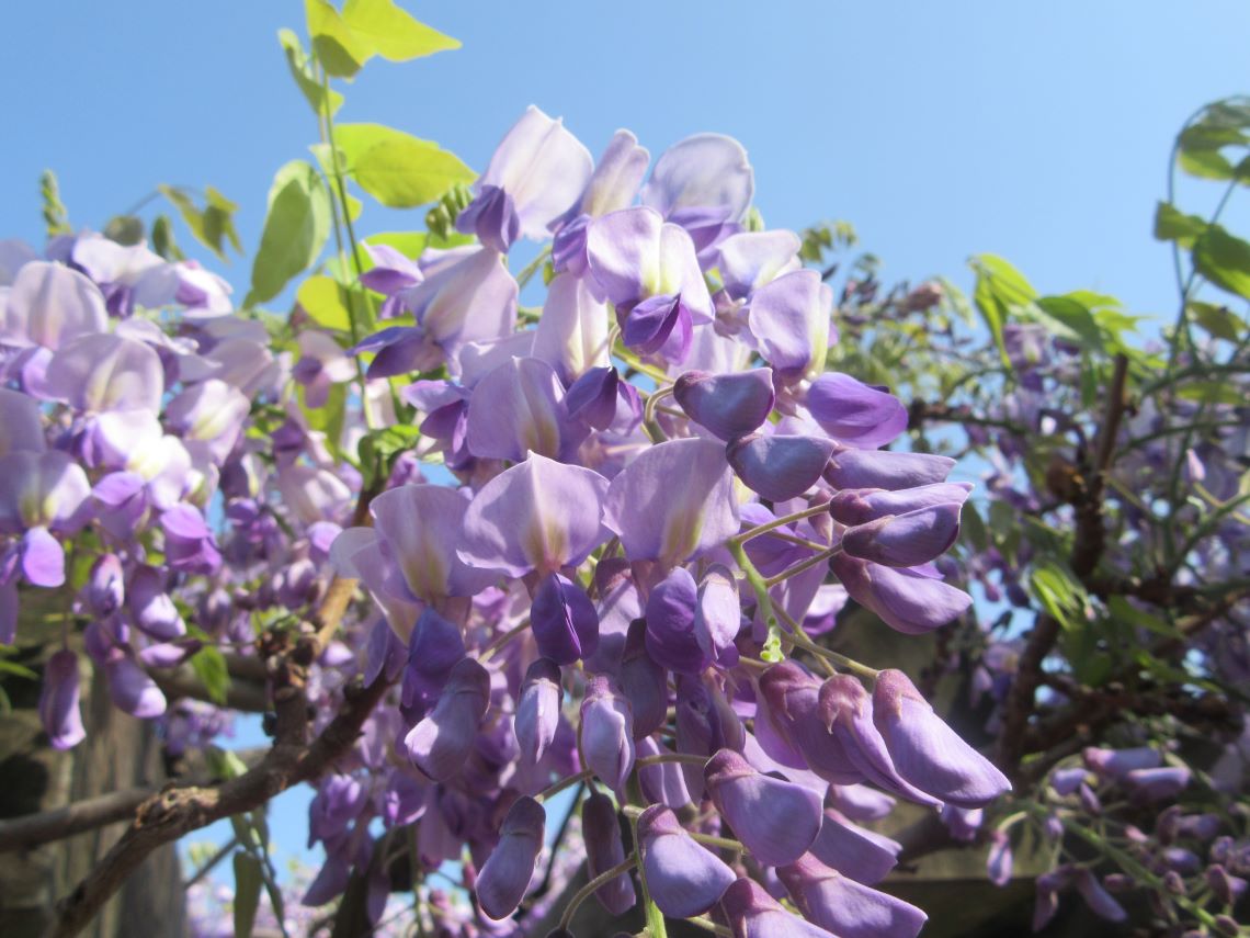 長崎水辺の森公園で撮影した、きれいな薄紫の藤の花。