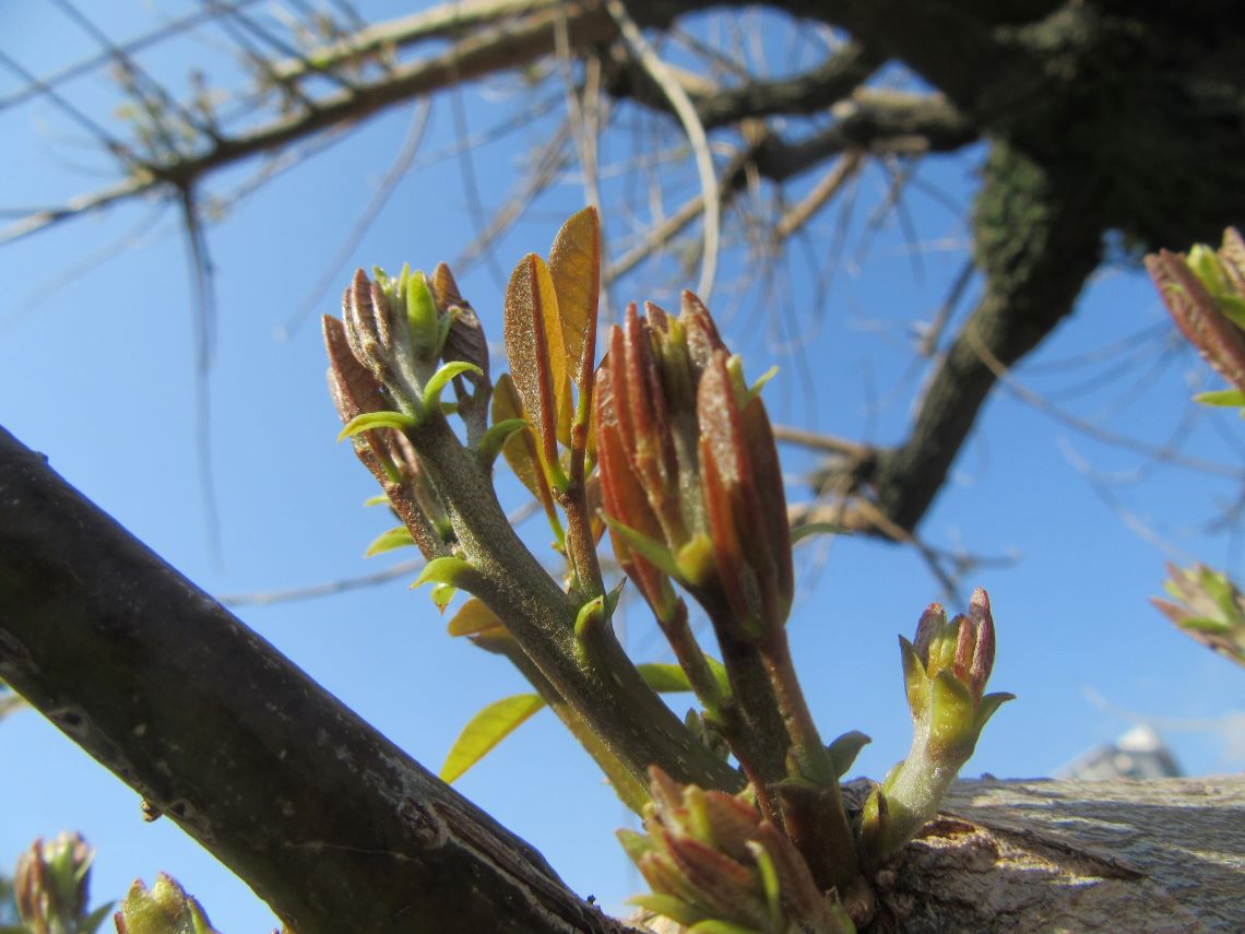 長崎水辺の森公園で撮影した、芽吹いている木。