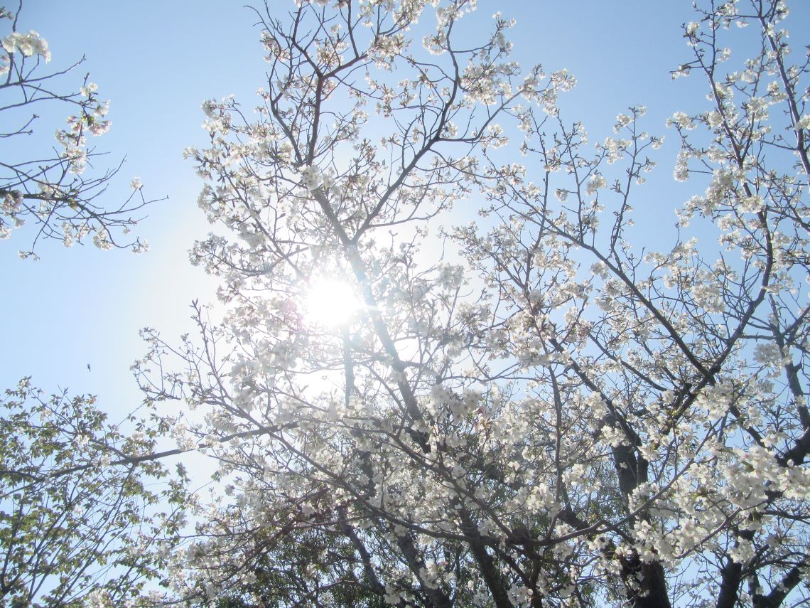 長崎水辺の森公園で撮影した、桜の木漏れ日。