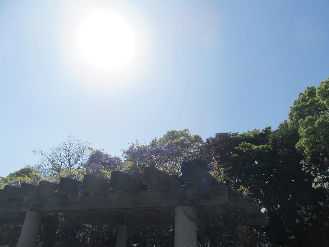 長崎水辺の森公園で撮影した、藤の花。