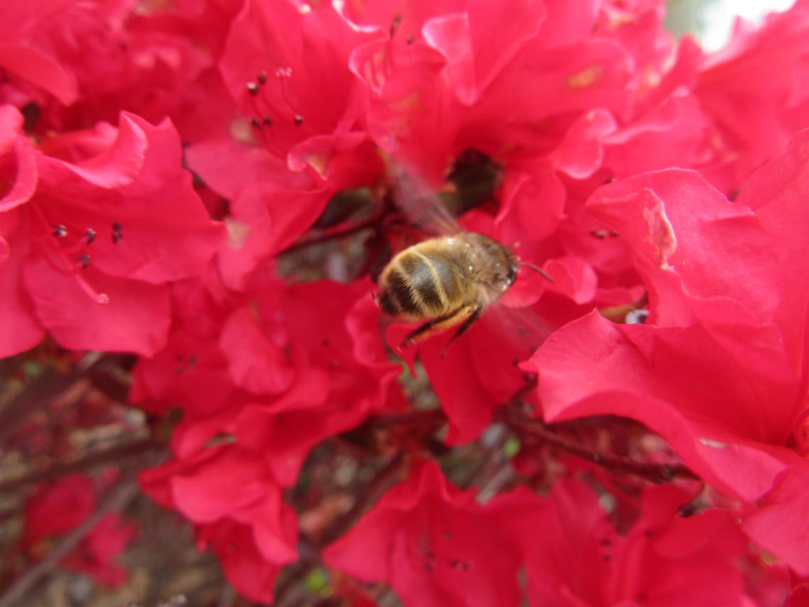 長崎水辺の森公園付近のオランダ橋の近くで撮影した、飛んでいるミツバチ。