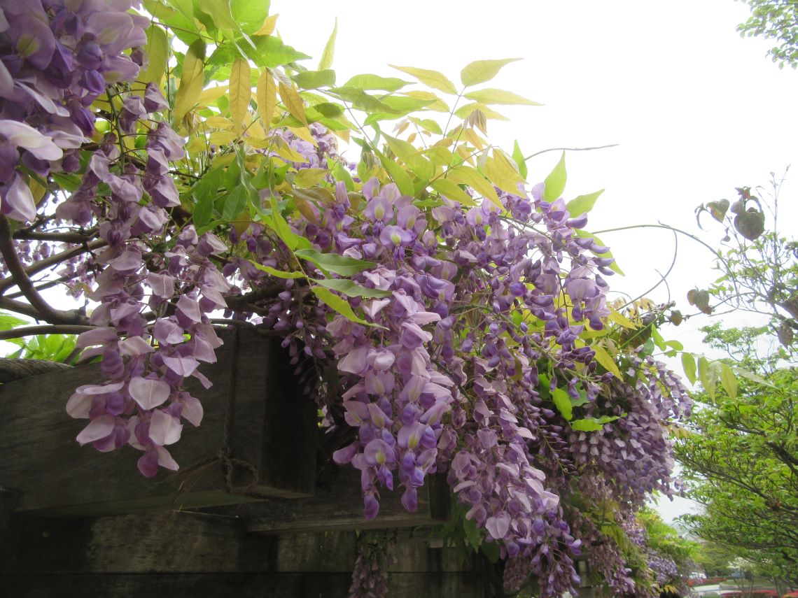 長崎水辺の森公園付近のオランダ橋の近くで撮影した、今の季節ならではの藤の花。