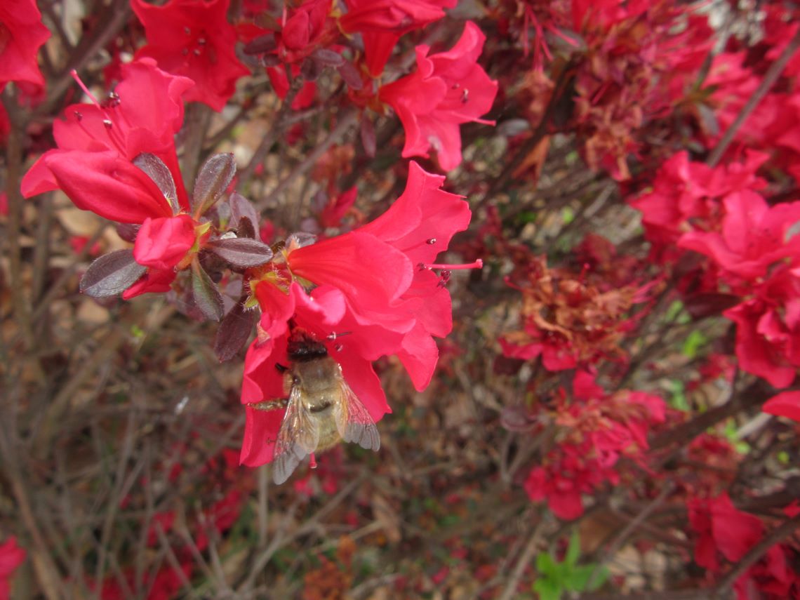 長崎水辺の森公園付近のオランダ橋の近くで撮影した、赤いツツジに寄っているミツバチ。