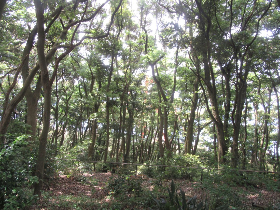 長崎県平戸市田平町にある田平公園で撮影した、木の奥に見える平戸大橋。