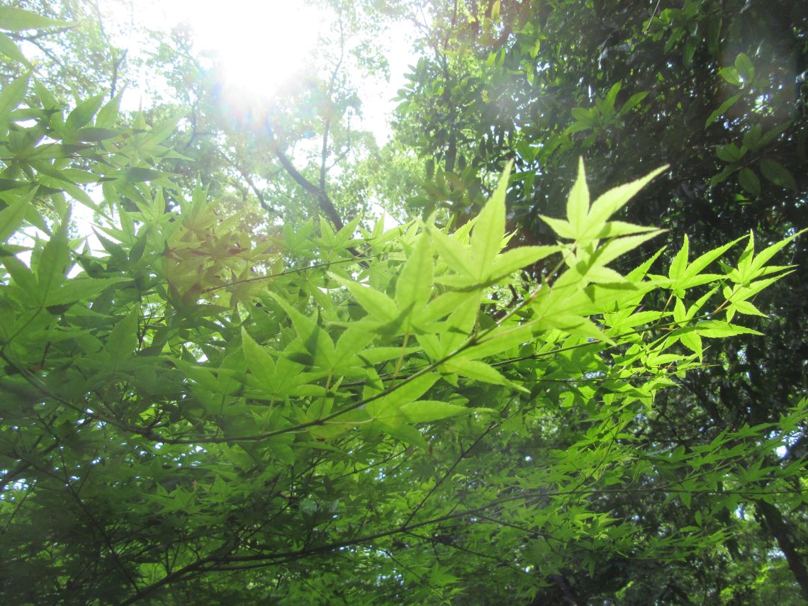 長崎公園で撮影した緑。