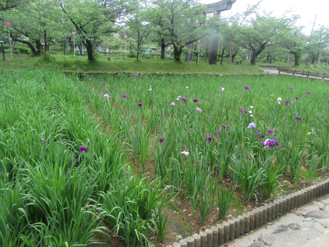 長崎県大村市の大村公園で撮影した、花菖蒲。