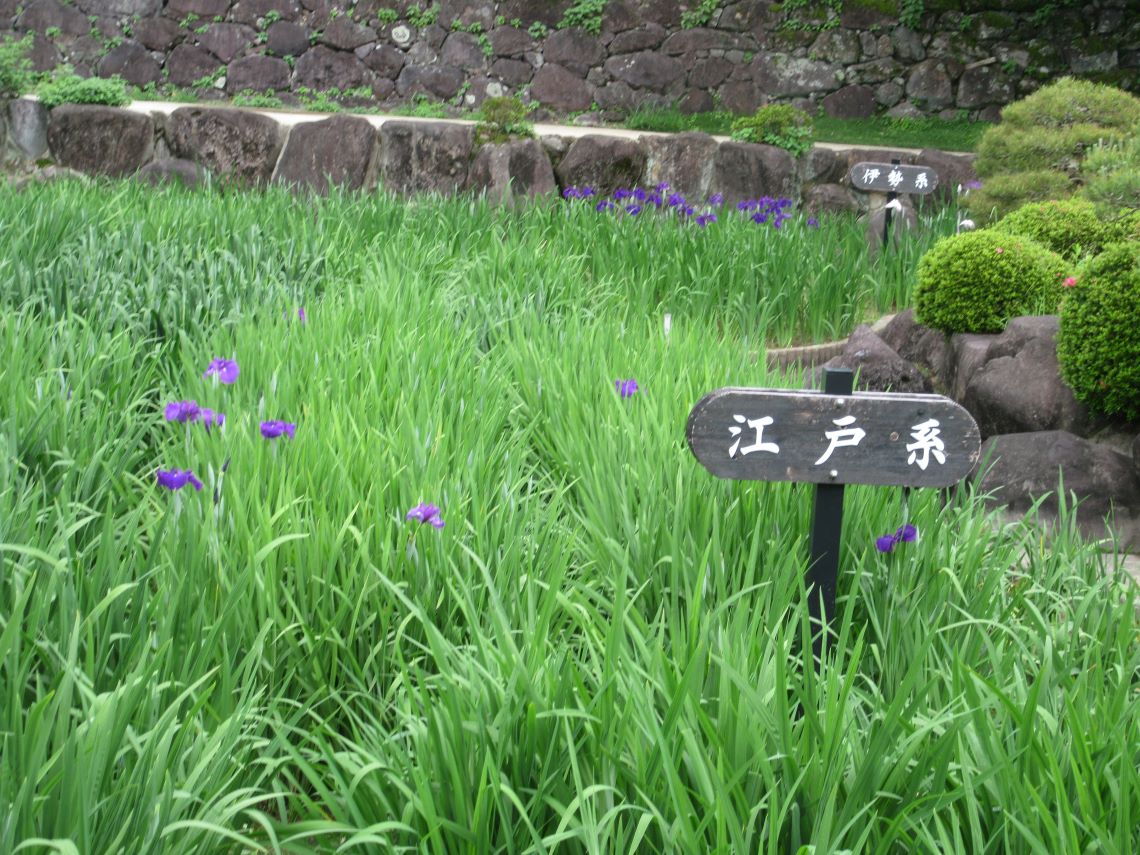 長崎県大村市の大村公園で撮影した、花菖蒲の「江戸系」「伊勢系」といった品種の分類を示す看板。