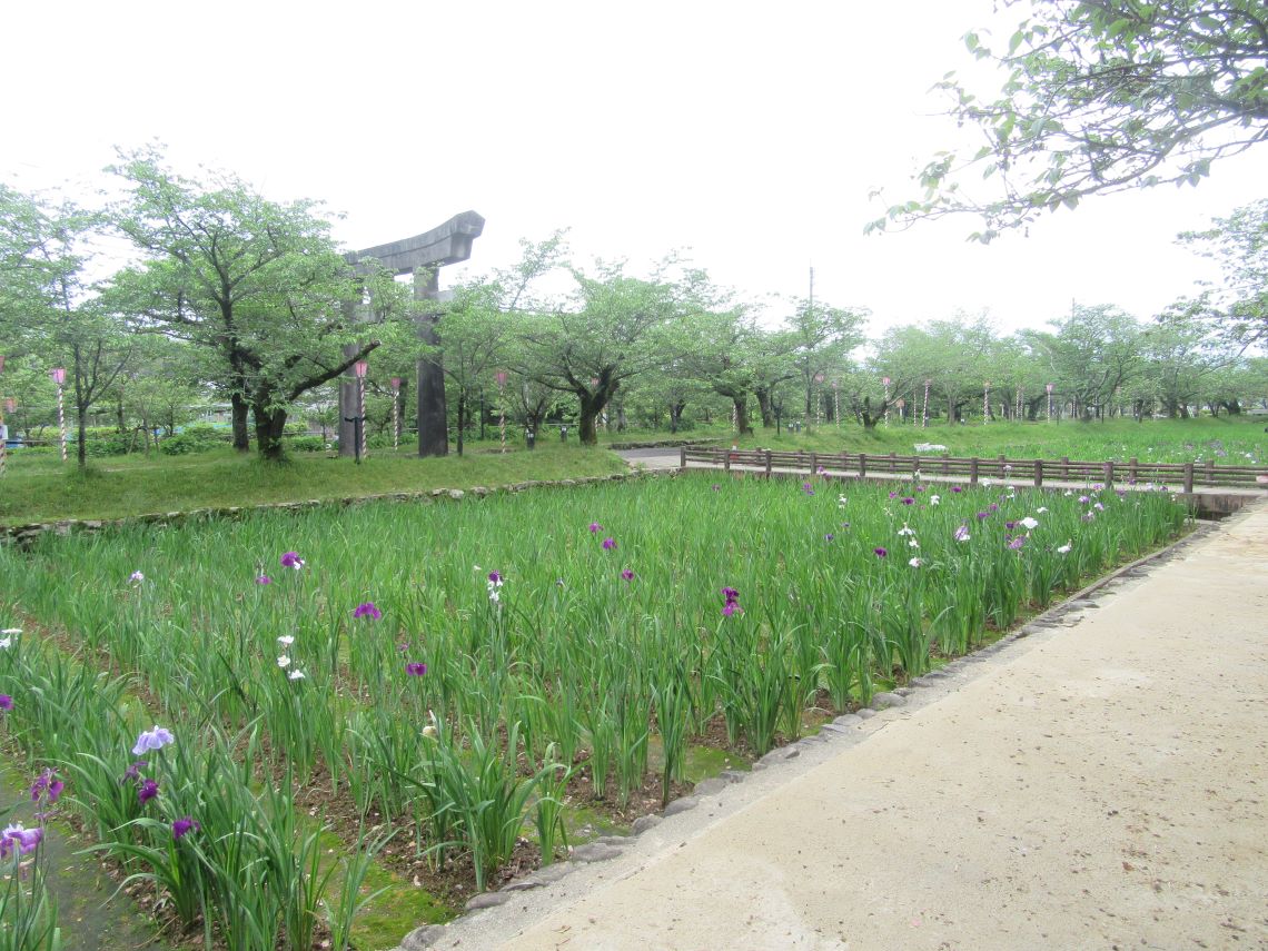 長崎県大村市の大村公園で撮影した、鳥居と花菖蒲。