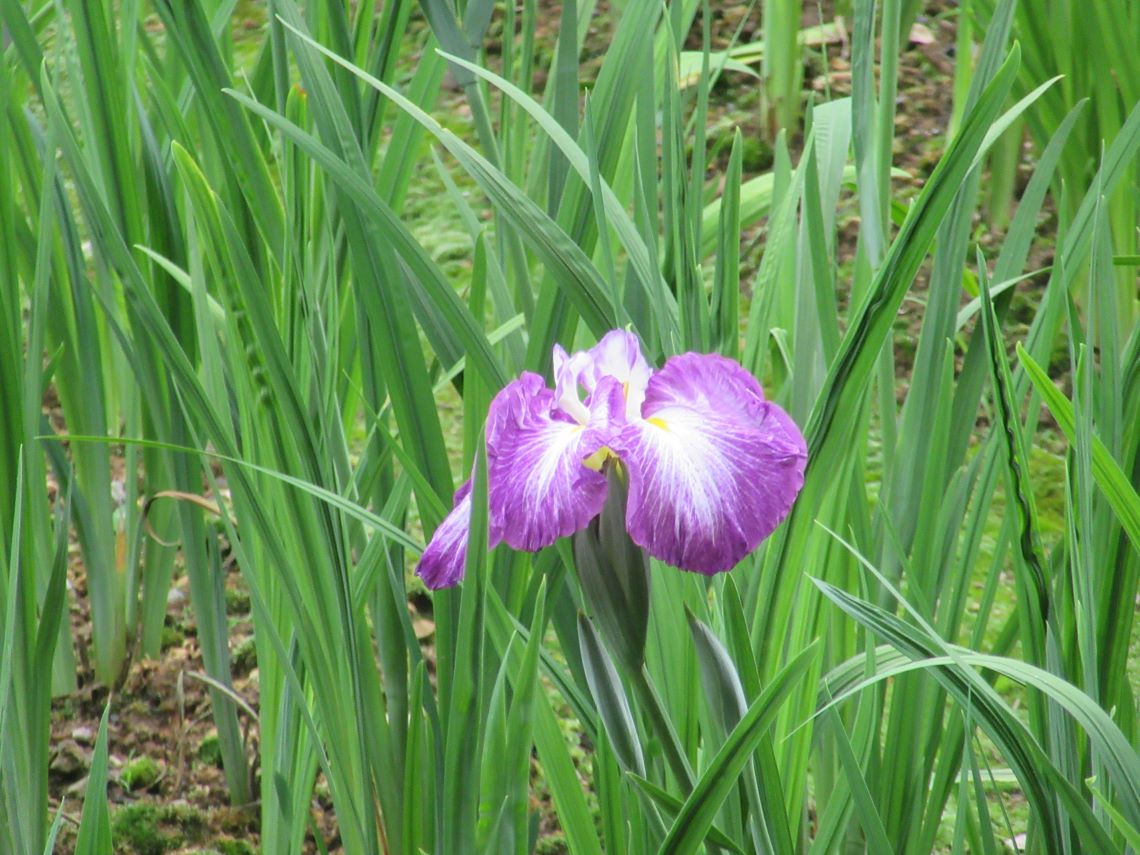 長崎県大村市の大村公園で撮影した、紫色の花菖蒲。