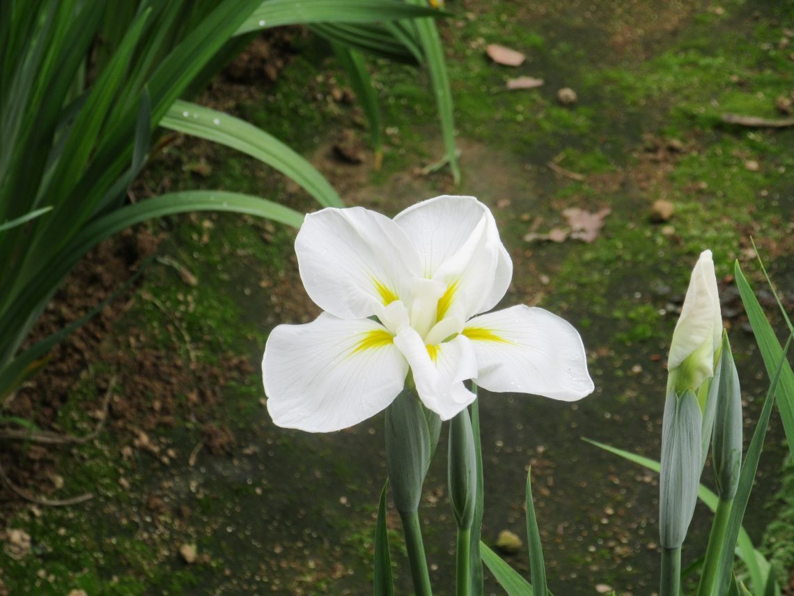 長崎県大村市の大村公園で撮影した、白と黄色の花菖蒲。