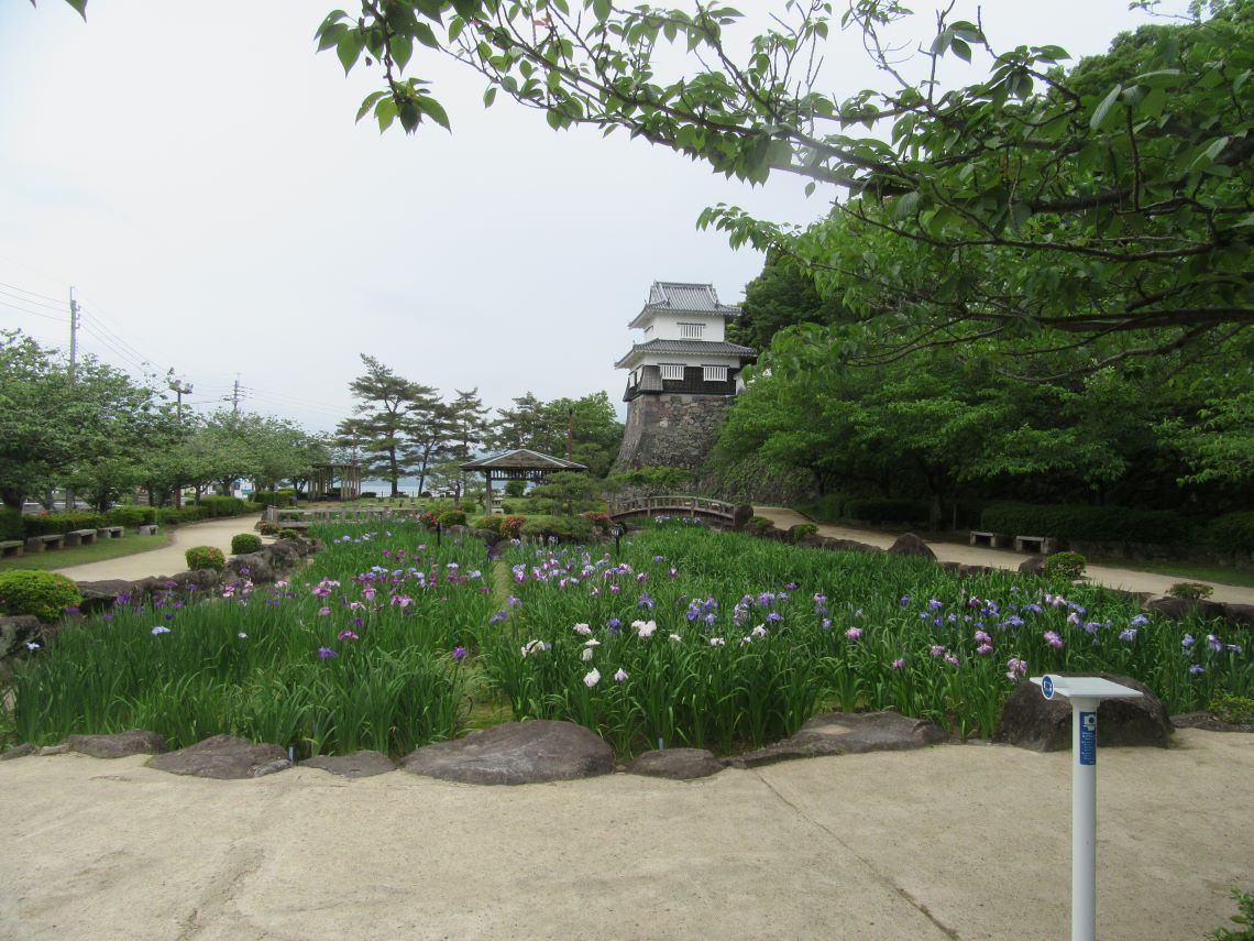 長崎県大村市の大村公園で撮影した、たくさん咲いている花菖蒲。