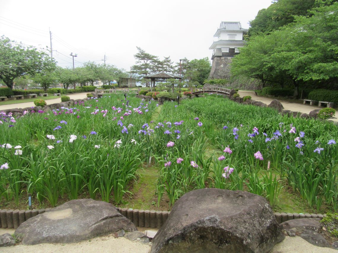 長崎県大村市の大村公園で撮影した、花菖蒲と玖島城（大村城）址。