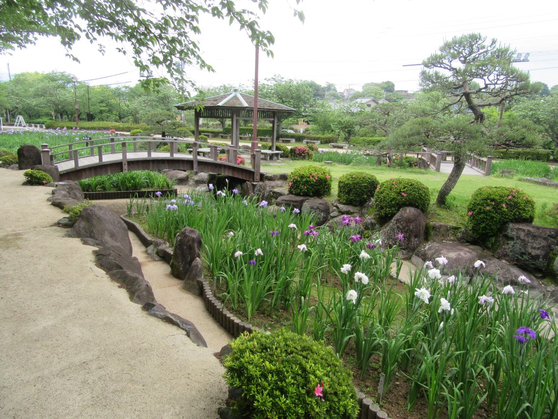 長崎県大村市の大村公園で撮影した、和を彩る花菖蒲。