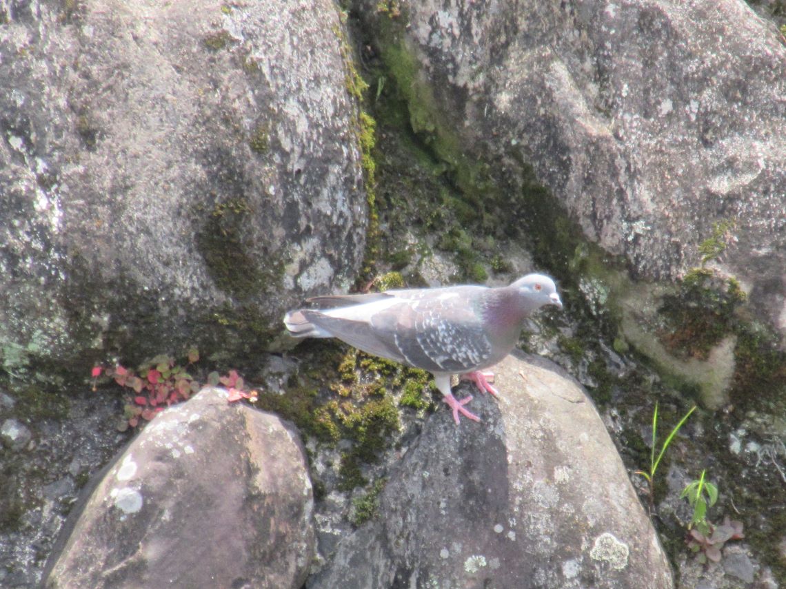 長崎市の中島川沿いで撮影した、岩にとまる鳩。