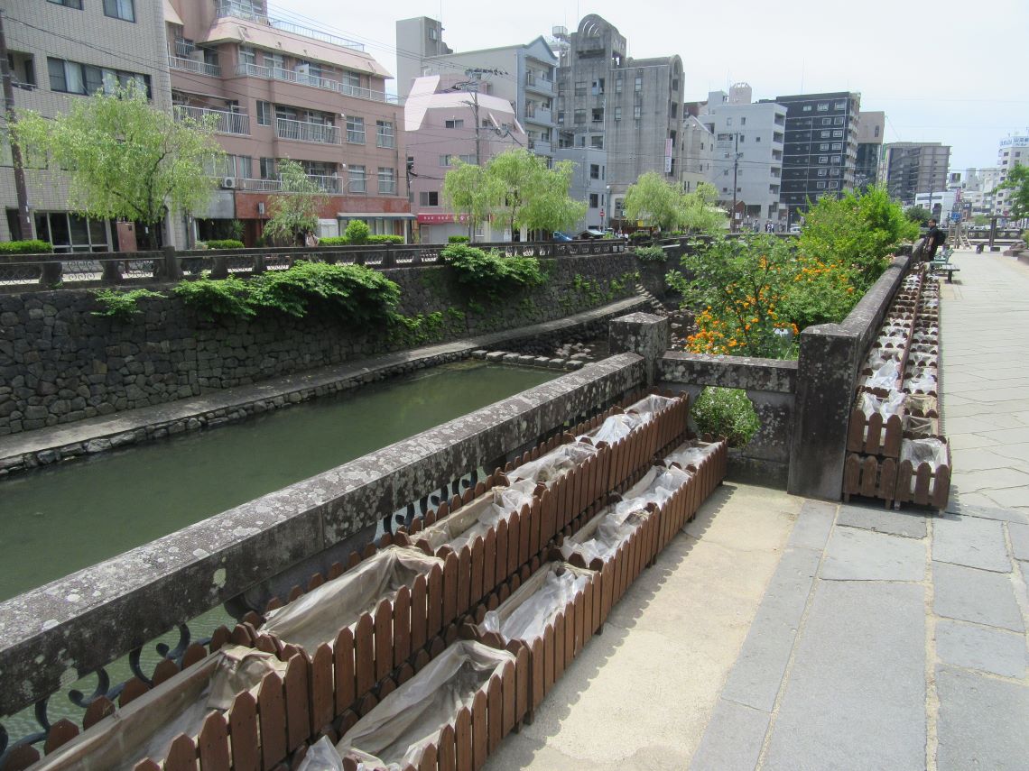 長崎市の中島川沿いで撮影した、眼鏡橋付近の紫陽花の準備中の風景。
