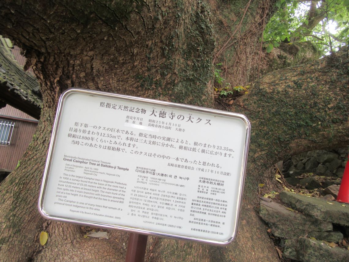長崎市の梅香崎神社周辺で撮影した、大徳寺の大クス。
