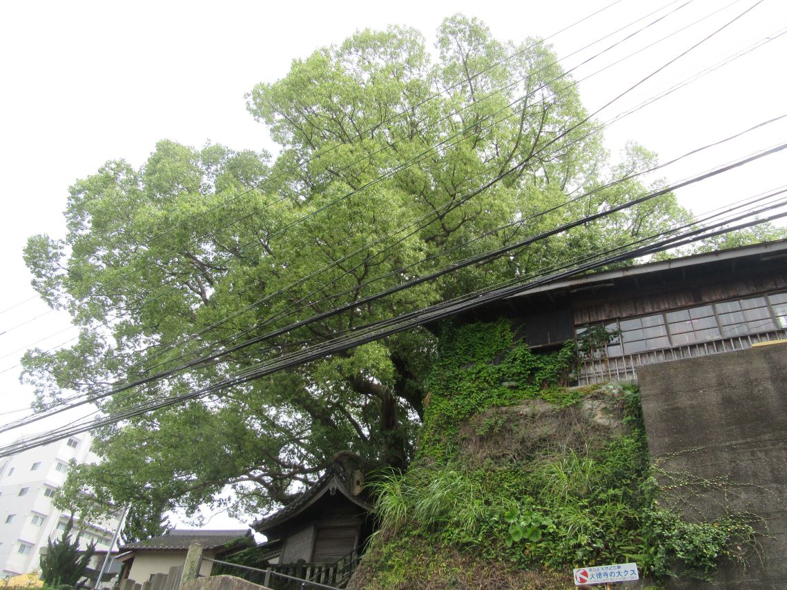 長崎市の梅香崎神社周辺で離れて撮影した、大徳寺の大クス。