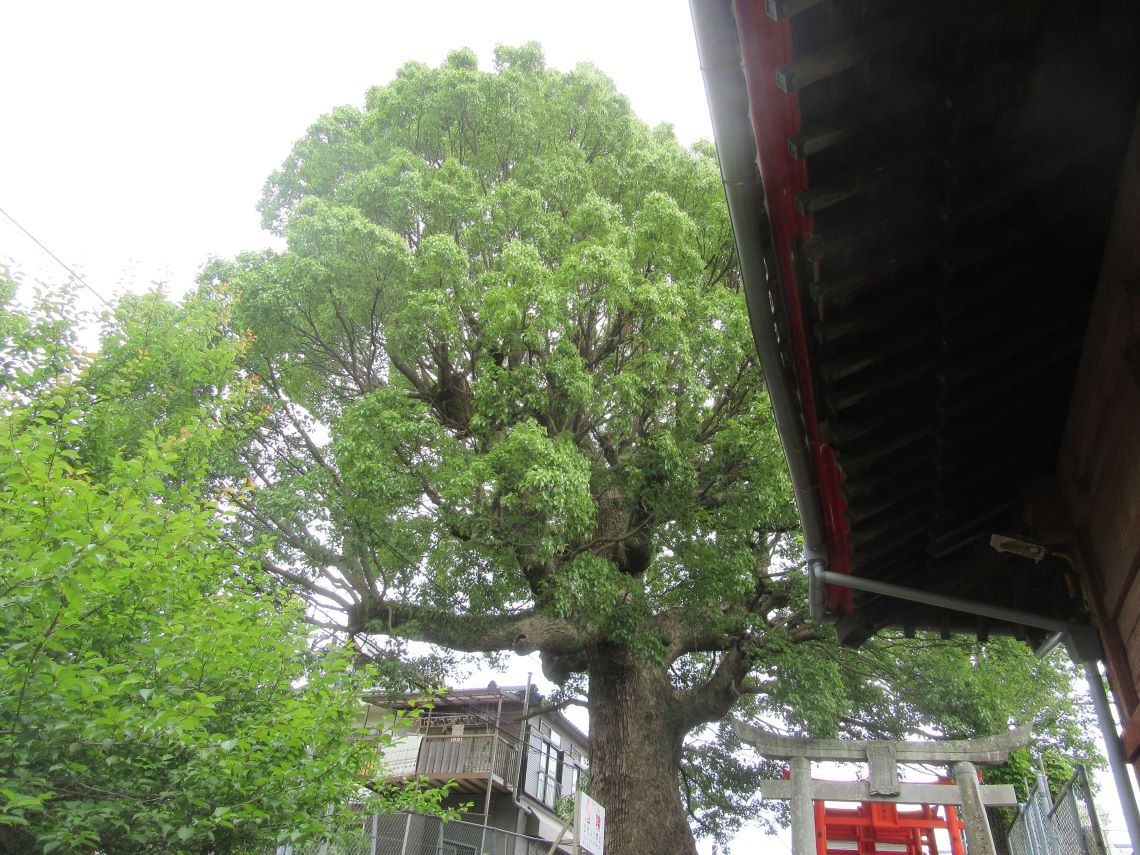 長崎市の梅香崎神社周辺で撮影した、立派なクスノキ。