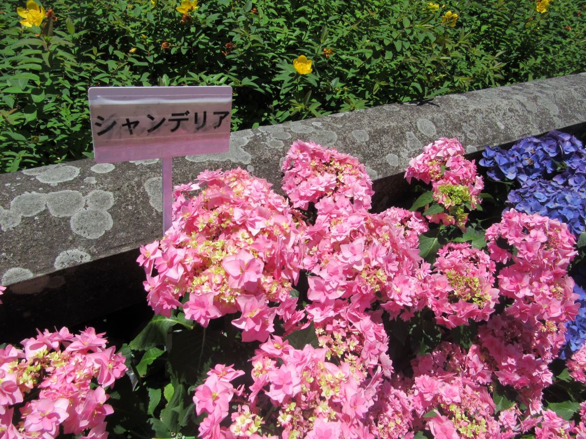長崎市・眼鏡橋周辺で撮影した、シャンデリアという品種の紫陽花。
