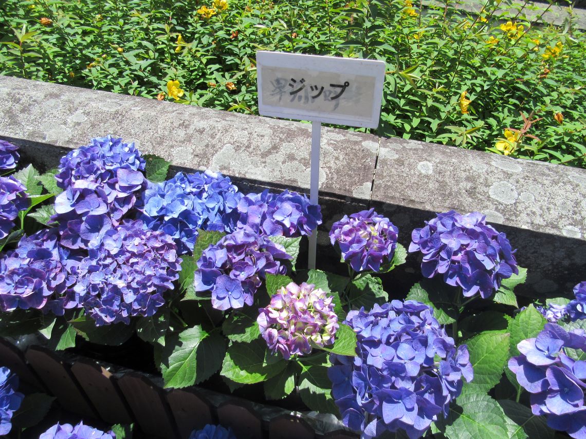 長崎市・眼鏡橋周辺で撮影した、ジップという品種の紫陽花。