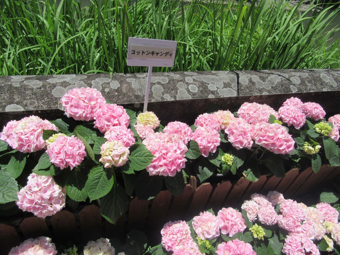 長崎市・眼鏡橋周辺で撮影した、コットンキャンディという品種のおいしそうな紫陽花。