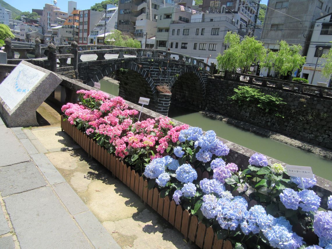 長崎市・眼鏡橋周辺で撮影した、長崎市を象徴する花である紫陽花。