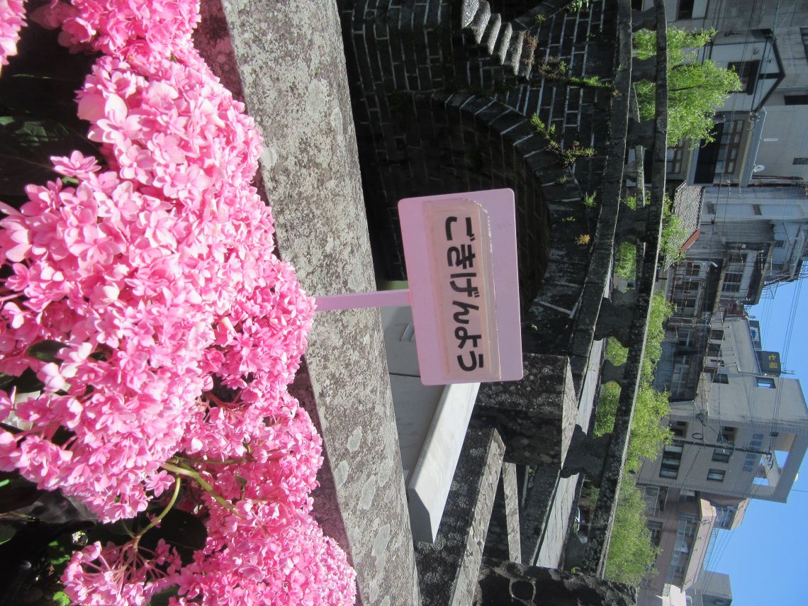 長崎市・眼鏡橋周辺で撮影した、ごきげんようという品種の紫陽花。