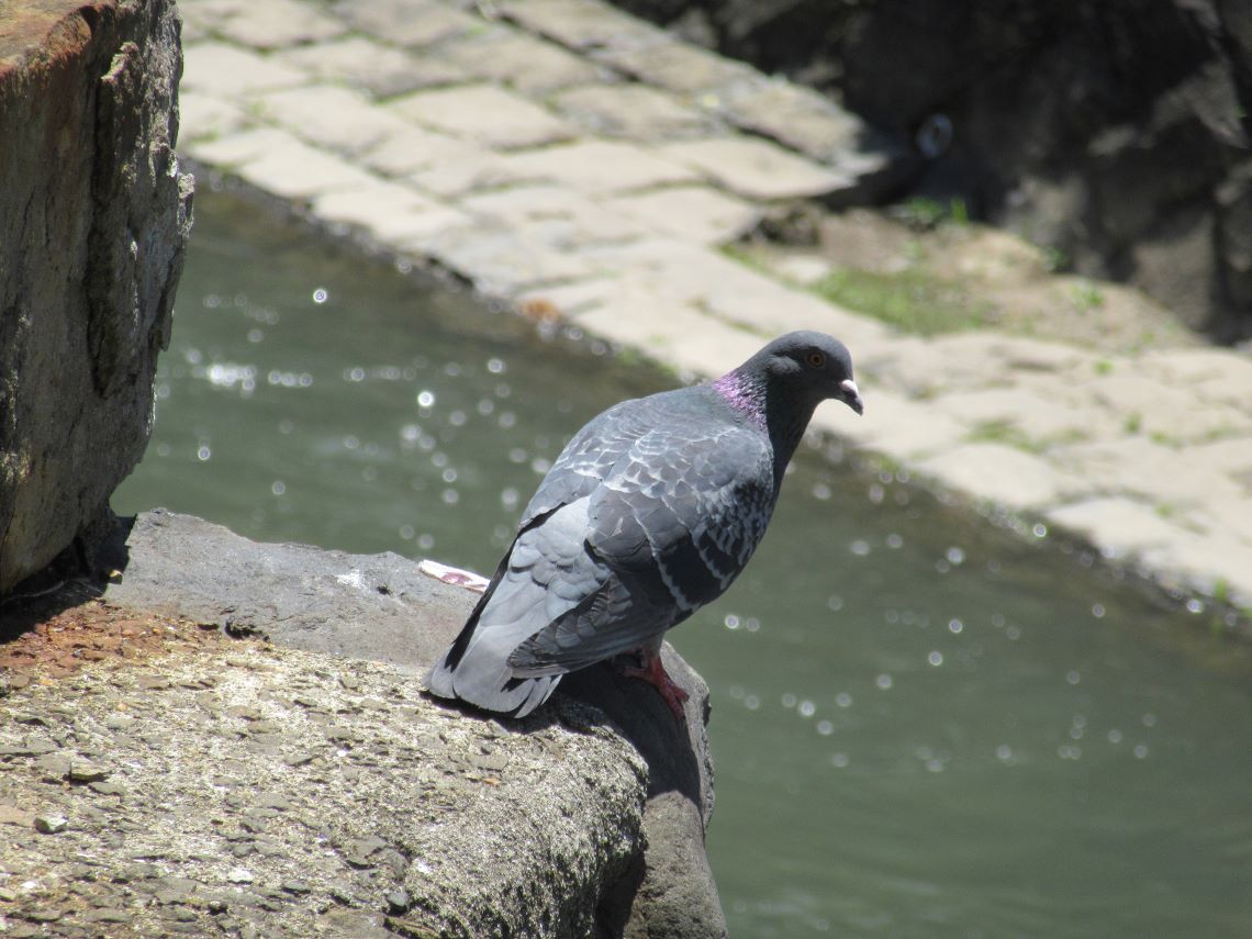 長崎市・眼鏡橋周辺で撮影した、鳩。