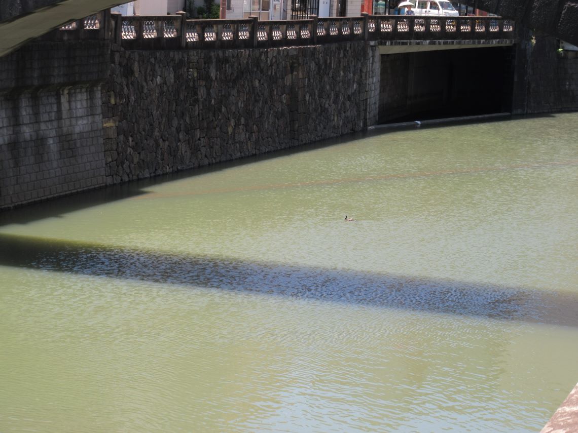 長崎市・眼鏡橋周辺で撮影した、川を泳ぐ鳥。