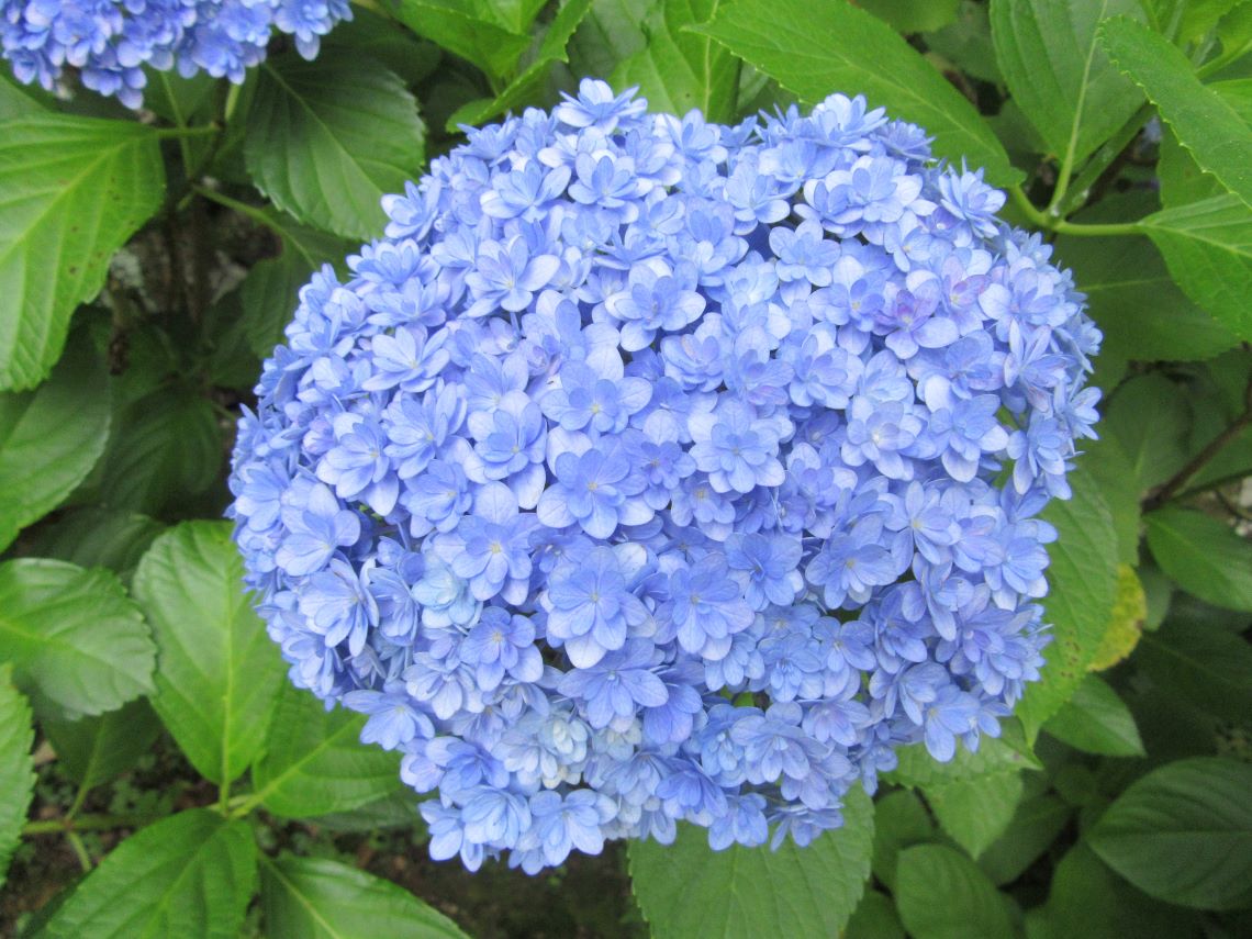 長崎県大村市の大村公園で撮影した、きれいな青い紫陽花。
