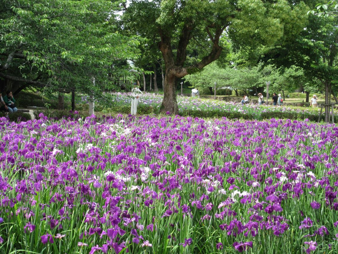 長崎県大村市の大村公園で撮影した、花菖蒲と緑の木々。