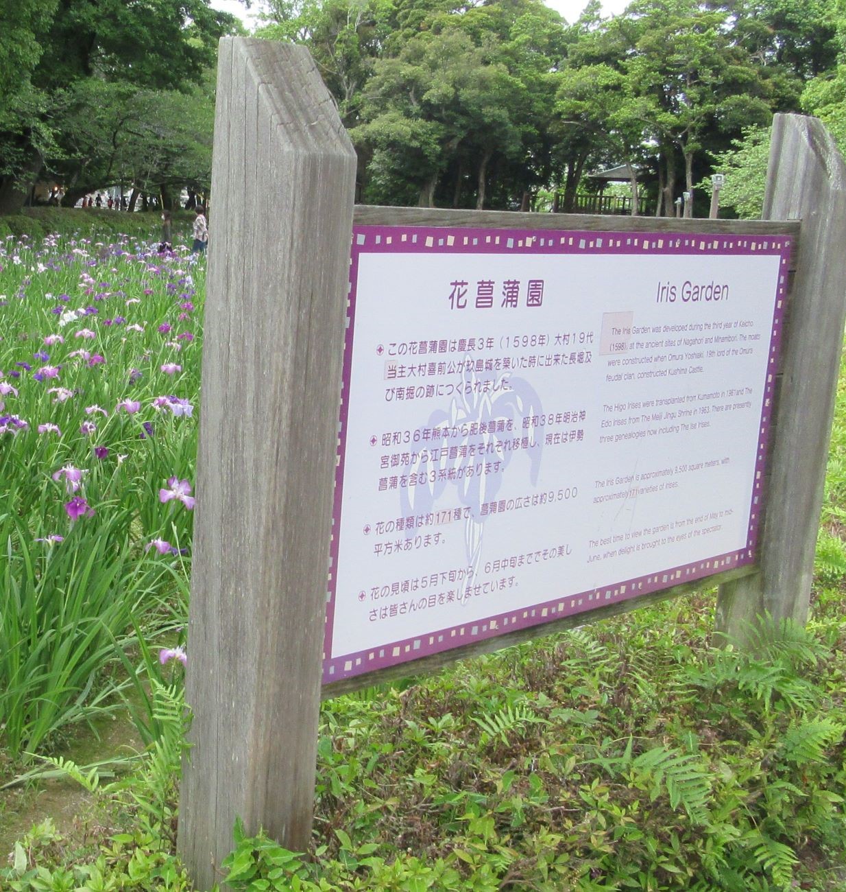 長崎県大村市の大村公園で撮影した、長い歴史の花菖蒲園。
